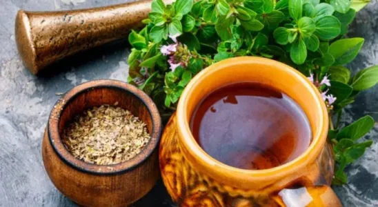 Chá de Orégano é Saudável e Tudo de Bom Vem Ver - Receitas e Cozinha